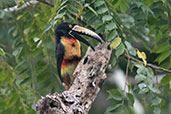 Collared Araçari, Tikal, Guatemala, March 2015 - click for larger image