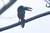 Collared Araçari, Pico Bonito, Honduras, March 2015 - click for larger image