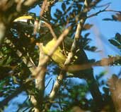 Green Aracari, Roraima, Brazil, July 2001 - click for larger image