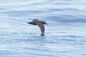 Sooty Shearwater, Chacao-Pargua Ferry, Chiloe, Chile, November 2005 - click for larger image