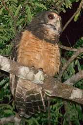 Tawnybrowed Owl, Linhares, Espírito Santo, Brazil, March 2004 - click for larger image