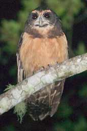 Tawnybrowed Owl, Intervales, São Paulo, Brazil, April 2004 - click for larger image