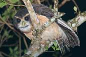 Tawnybrowed Owl, Intervales, São Paulo, Brazil, April 2004 - click for larger image