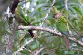 Madeira Parakeet, Cristalino, Mato Grosso, Brazil, April 2003 - click for larger image