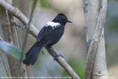 Male Fringe-backed Fire-eye, São Francisco de Paraguaçu, Bahia, Brazil, November 2008 - click for larger image