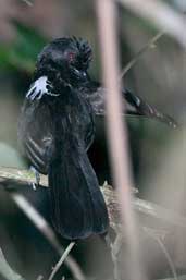 Male Fringe-backed Fire-eye, Bahia, Brazil, March 2004 - click for larger image