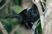 Male Fringe-backed Fire-eye, Bahia, Brazil, March 2004 - click for larger image