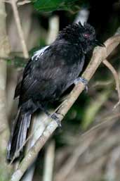 Male Fringe-backed Fire-eye, Bahia, Brazil, March 2004 - click for larger image