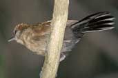 Female Fringe-backed Fire-eye, Bahia, Brazil, March 2004 - click for larger image