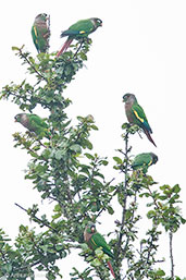 Brown-breasted Parakeet, Chingaza, Cundinamarca, Colombia, April 2012 - click for larger image