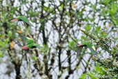 Brown-breasted Parakeet, Chingaza, Cundinamarca, Colombia, April 2012 - click for larger image