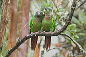 Brown-breasted Parakeet, Chingaza, Cundinamarca, Colombia, April 2012 - click for larger image