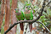 Brown-breasted Parakeet, Chingaza, Cundinamarca, Colombia, April 2012 - click for larger image