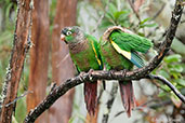 Brown-breasted Parakeet, Chingaza, Cundinamarca, Colombia, April 2012 - click for larger image