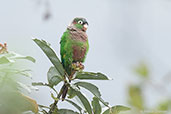 Brown-breasted Parakeet, Chingaza, Cundinamarca, Colombia, April 2012 - click for larger image