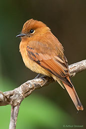 Cinnamon Flycatcher, Santa Marta Mountains, Magdalena, Colombia, April 2012 - click for larger image