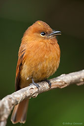 Cinnamon Flycatcher, Santa Marta Mountains, Magdalena, Colombia, April 2012 - click for larger image