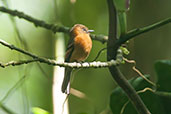 Cinnamon Flycatcher, Otun-Quimbaya, Risaralda, Colombia, April 2012 - click for larger image
