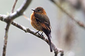 Cinnamon Flycatcher, Bellavista Reserve, Pichincha, Ecuador, November 2019 - click for larger image