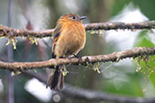 Cinnamon Flycatcher, Bellavista Reserve, Pichincha, Ecuador, November 2019 - click for larger image