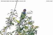 Blue-throated Parakeet, Porto Seguro, Bahia, Brazil, November 2008 - click for a larger image