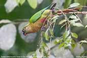 Reddish-bellied Parakeet, Parque de Zizo, São Paulo, Brazil, November 2006 - click for a larger image