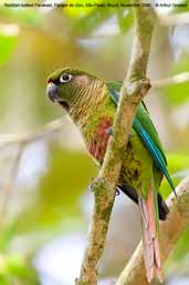 Reddish-bellied Parakeet, Parque de Zizo, São Paulo, Brazil, November 2006 - click for a larger image