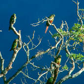 Reddish-bellied Parakeet, Canastra, Minas Gerais, Brazil, April 2001 - click for a larger image