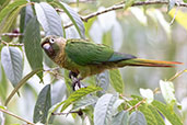 Maroon-bellied Parakeet, Vargem Alta Espírito Santo, Brazil, October 2022 - click for a larger image