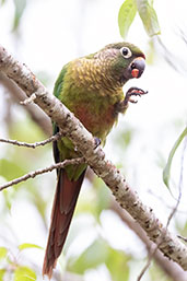 Maroon-bellied Parakeet, Vargem Alta Espírito Santo, Brazil, October 2022 - click for a larger image