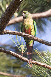 Maroon-bellied Parakeet, Campos do Jordao, Sao Pailo, Brazil, October 2022 - click for a larger image