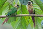 Reddish-bellied Parakeet, Vargem Alta Espírito Santo, Brazil, March 2004 - click for a larger image