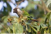 Grey-breasted Parakeet, Serra de Baturité, Ceará, Brazil, October 2008 - click for a larger image