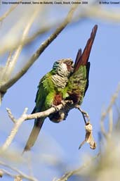 Grey-breasted Parakeet, Serra de Baturité, Ceará, Brazil, October 2008 - click for a larger image