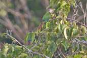 Pearly Parakeet, Caxiuanã, Pará, Brazil, November 2005 - click for larger image