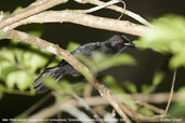 Male White-backed Fire-eye, Tamandaré, Pernambuco, Brazil, October 2008 - click for larger image