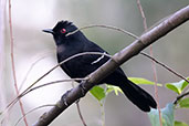 Male  White-shouldered Fire-eye, Espirito Santo, Brazil, October 2022 - click for larger image