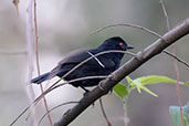 Male  White-shouldered Fire-eye, Espirito Santo, Brazil, October 2022 - click for larger image