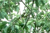 Pfrimer's Parakeet, Nova Roma, Goiás, Brazil, February 2002 - click for larger image