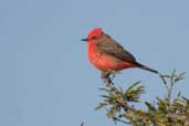 Male  Vermilion Flycatcher, Barra de Quaraí, Brazil, August 2004 - click for larger image