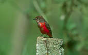 Male  Vermilion Flycatcher, Emas, Goiás, Brazil, April 2001 - click for larger image