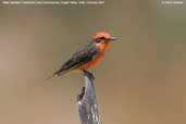 Male  Vermilion Flycatcher, Azapa Valley, Chile, February 2007 - click for larger image