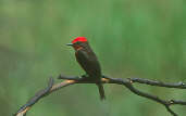 Male  Vermilion Flycatcher, Roraima, Brazil, July 2001 - click for larger image