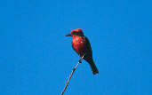 Male  Vermilion Flycatcher, Roraima, Brazil, July 2001 - click for larger image