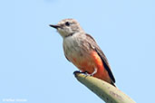 Female  Vermilion Flycatcher, Los Cerritos, Risaralda, Colombia, April 2012 - click for larger image