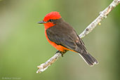 Male  Vermilion Flycatcher, Los Cerritos, Risaralda, Colombia, April 2012 - click for larger image