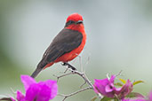 Male  Vermilion Flycatcher, Los Cerritos, Risaralda, Colombia, April 2012 - click for larger image