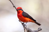 Vermilion Flycatcher, Bosque de Pomac, Lambayeque, Peru, October 2018 - click for larger image