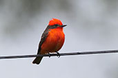 Vermilion Flycatcher, Ubatuba, Sao Paulo, October 2022 - click for larger image