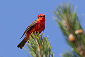 Vermilion Flycatcher, Lagoa do Peixe, Rio Grande do Sul, October 2022 - click for larger image